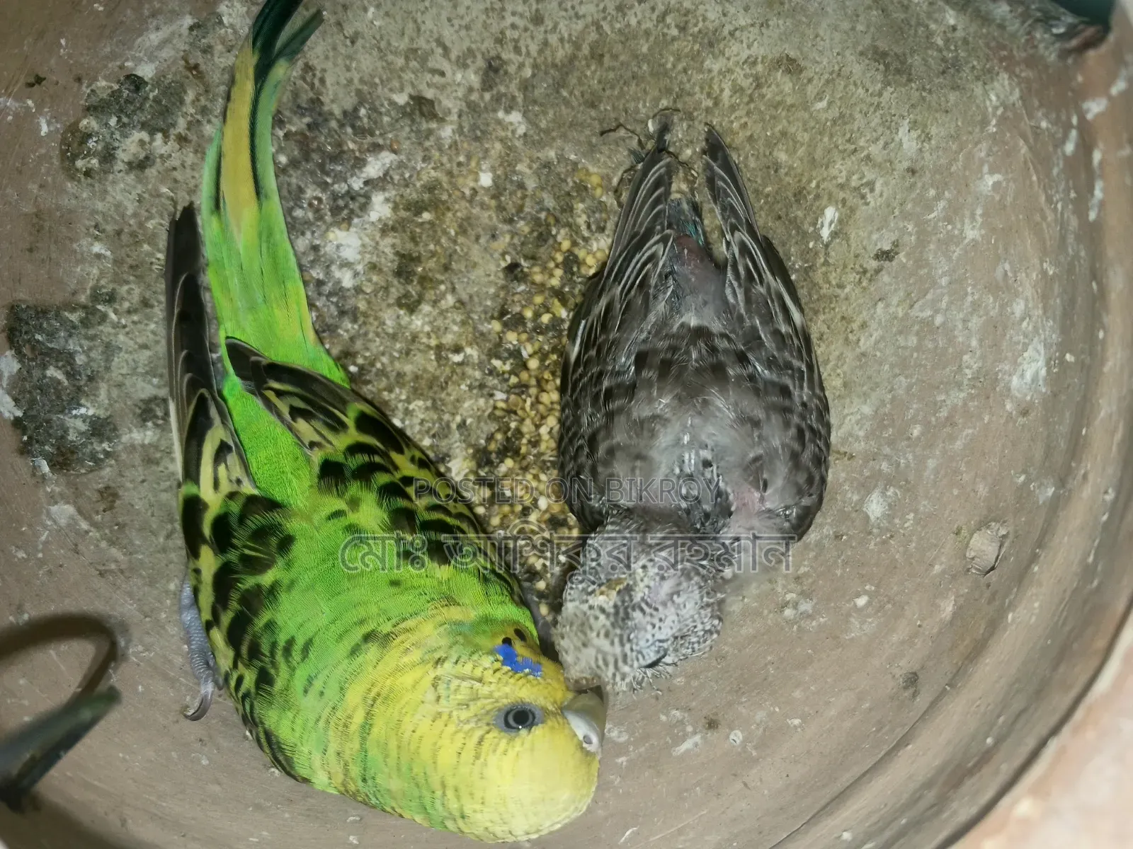 বাজরিগার পাখি এক জোরা একটা বাচ্চা সহ