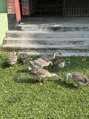 রাজা হাস বিক্রি করা হবে