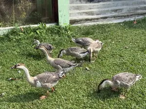 রাজা হাস বিক্রি করা হবে
