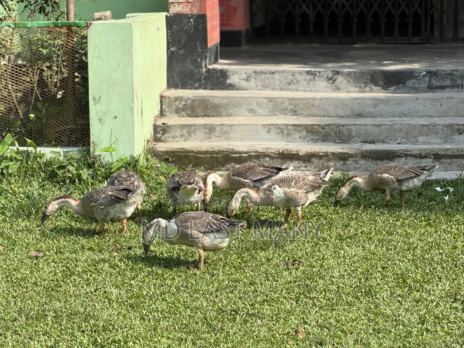 রাজা হাস বিক্রি করা হবে