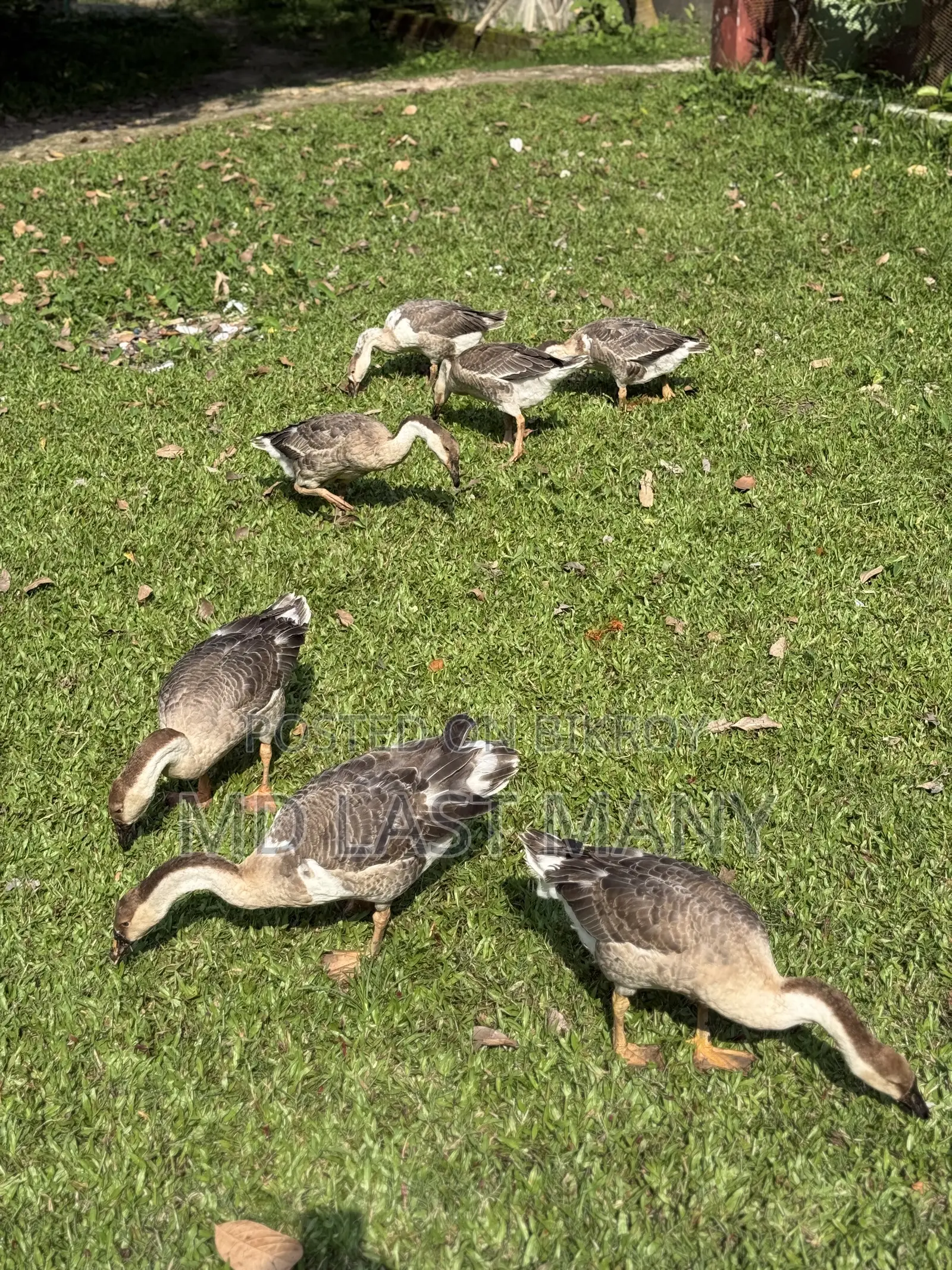 রাজা হাস বিক্রি করা হবে