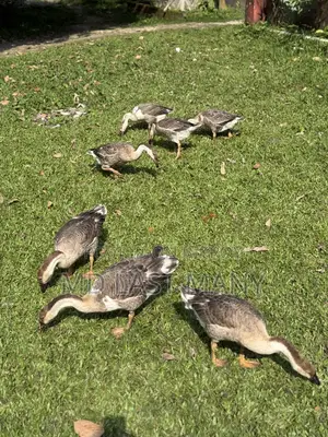রাজা হাস বিক্রি করা হবে