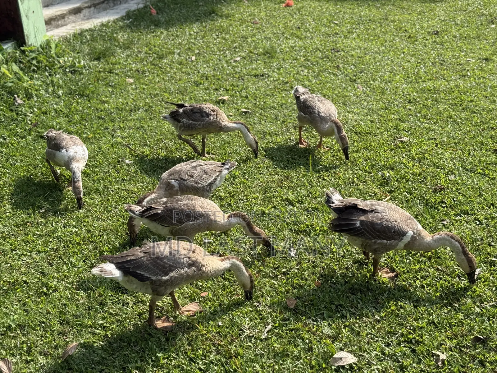 রাজা হাস বিক্রি করা হবে