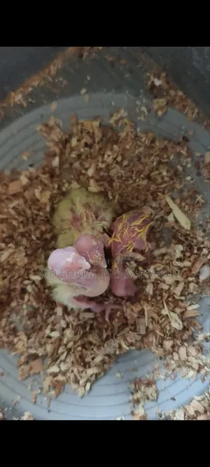 Cockatiel Baby