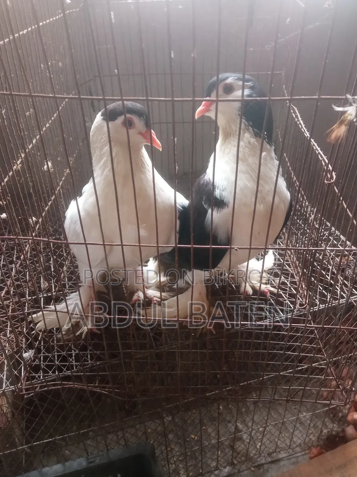 Lahori Shirazi Pigeon