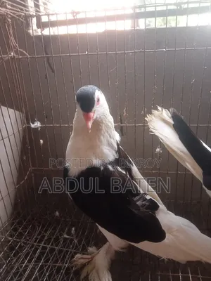 Lahori Shirazi Pigeon