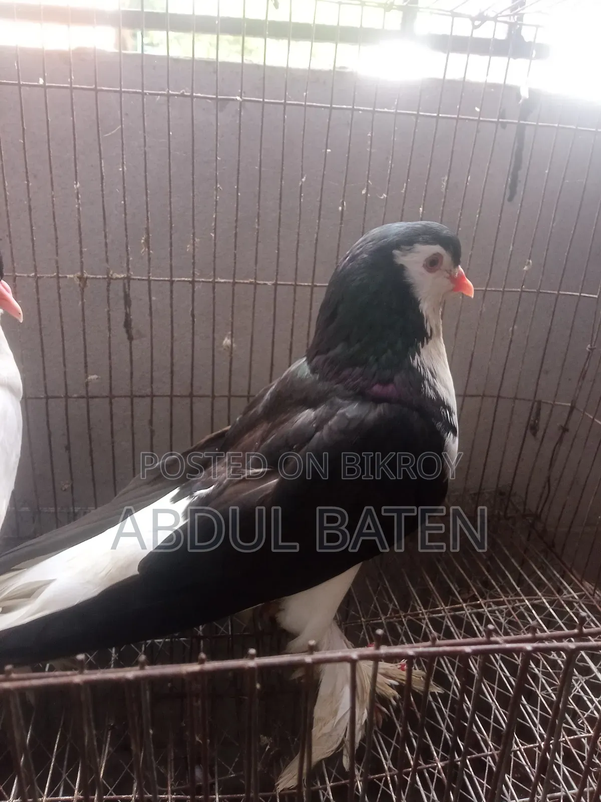Lahori Shirazi Pigeon