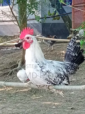 Fayoumi Rooster