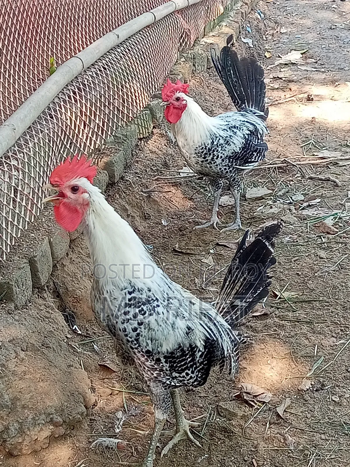 Fayoumi Rooster