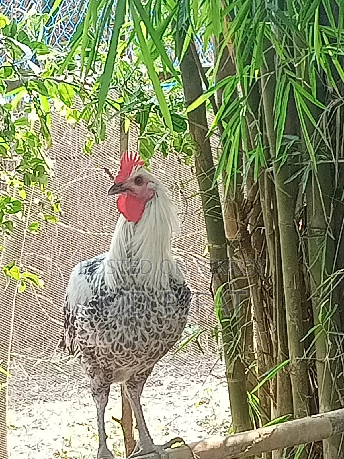 Fayoumi Rooster