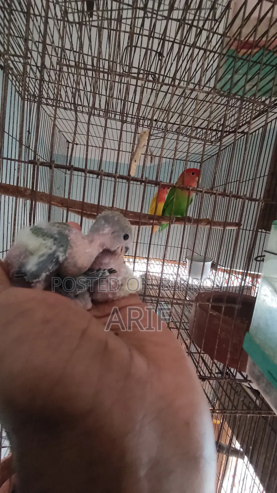 Running pair of Lovebirds