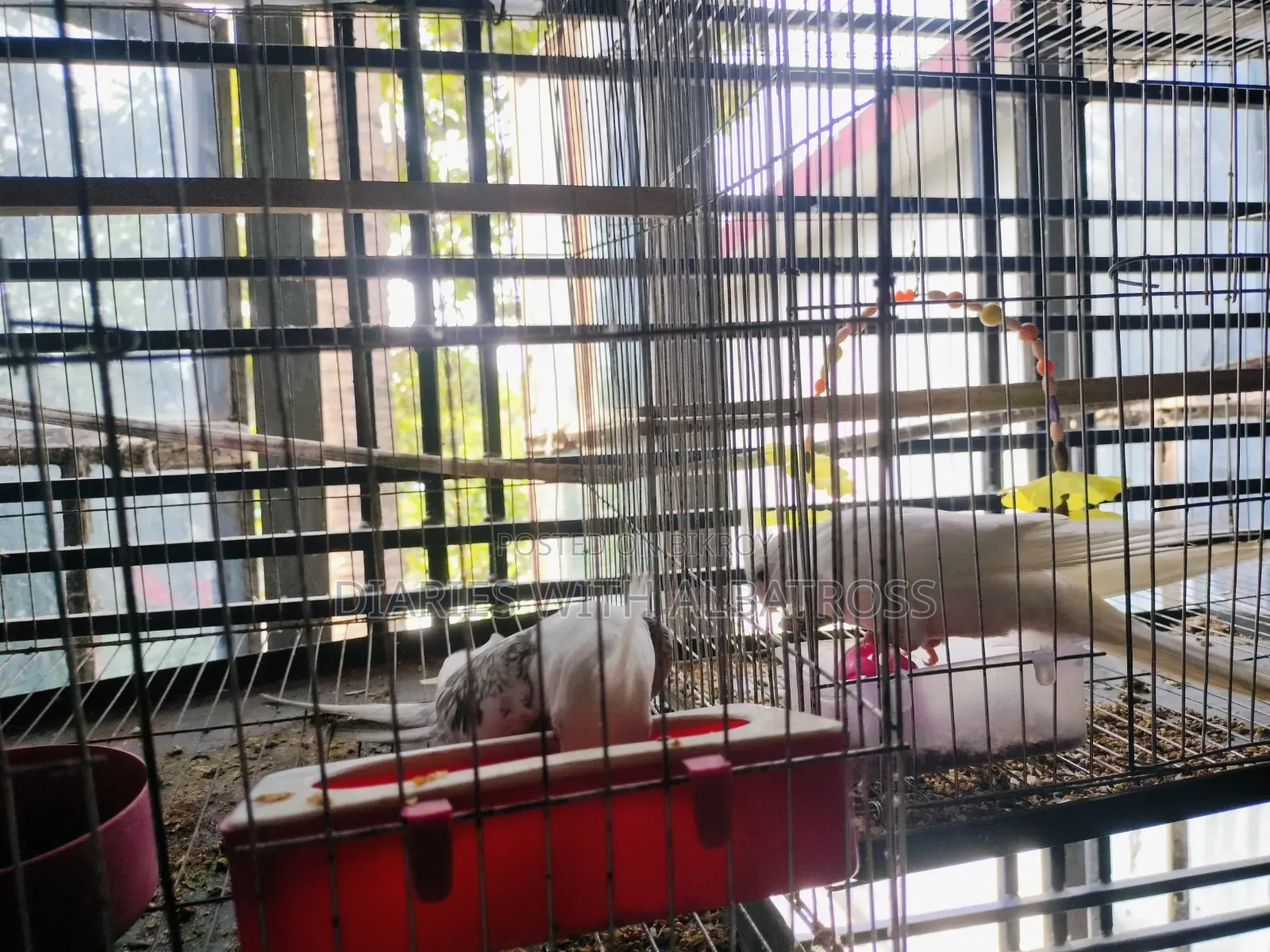 Cockatiel Bird Sell