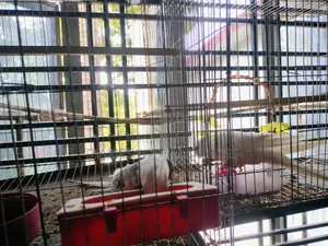 Cockatiel Bird Sell