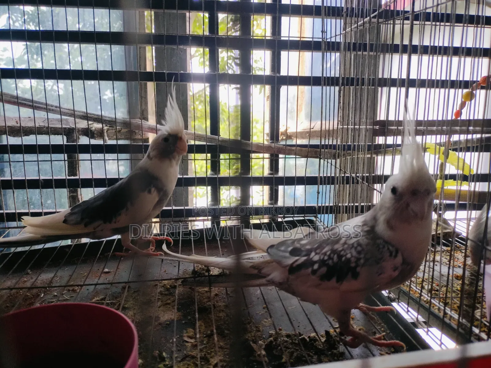 Cockatiel Bird Sell