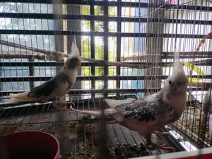 Cockatiel Bird Sell