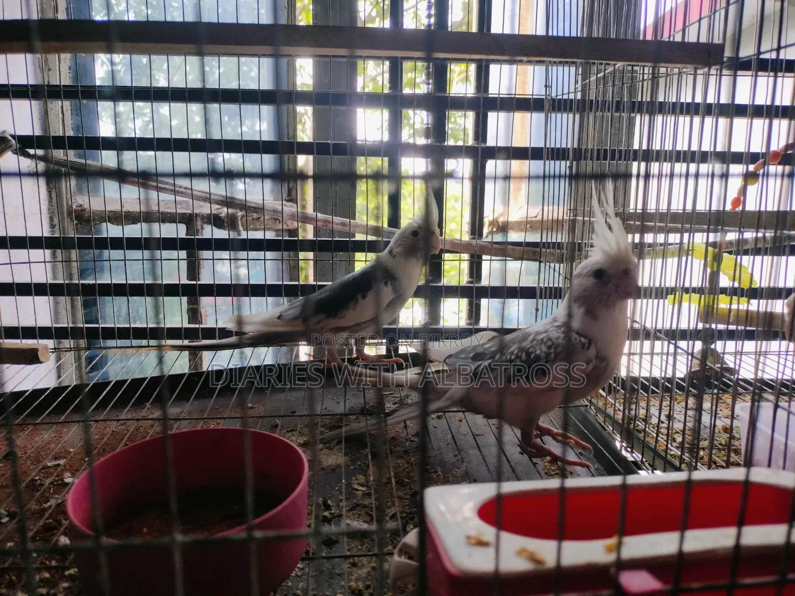 Cockatiel Bird Sell