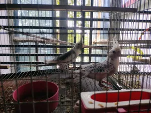 Cockatiel Bird Sell