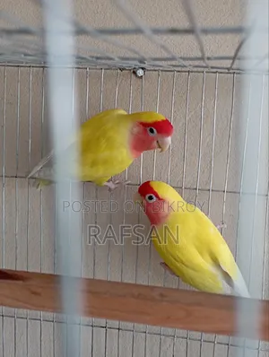 Love Bird Red Head