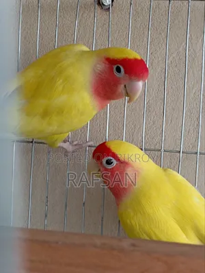 Love Bird Red Head