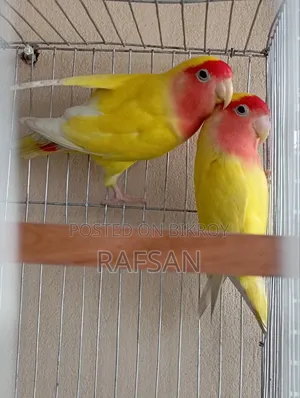 Love Bird Red Head