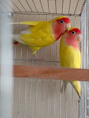 Love Bird Red Head