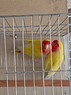 Love Bird Red Head