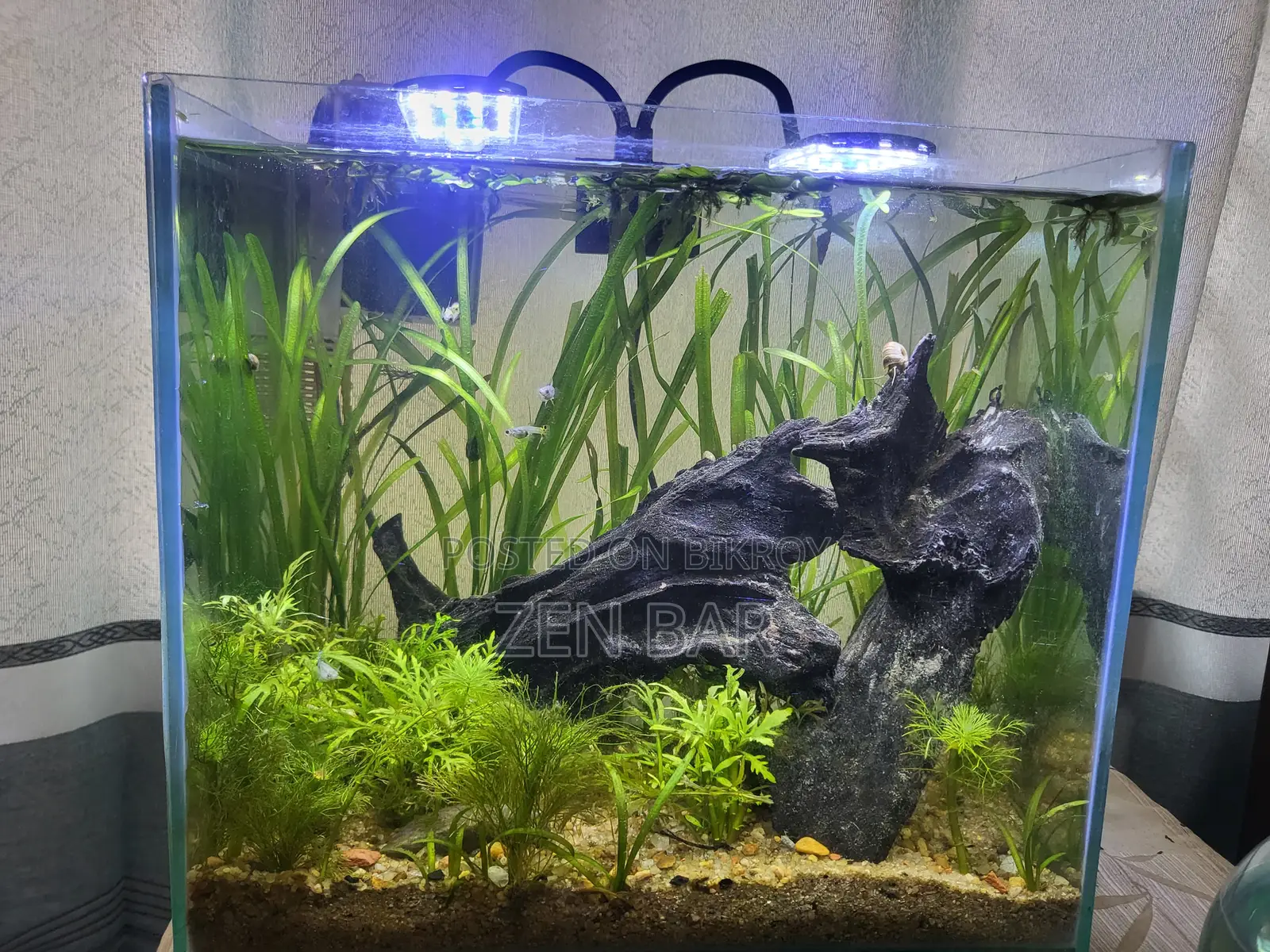 Beautiful Planted Aquarium for Sale Mirpur