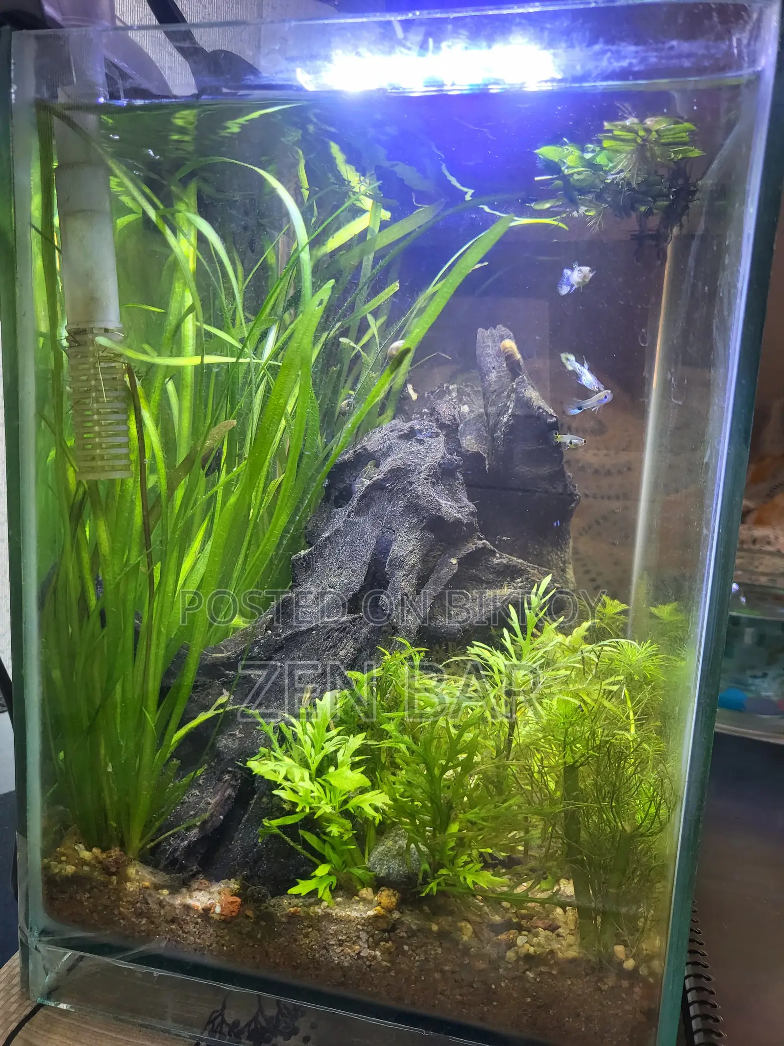 Beautiful Planted Aquarium for Sale Mirpur