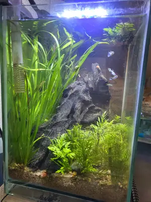 Beautiful Planted Aquarium for Sale Mirpur