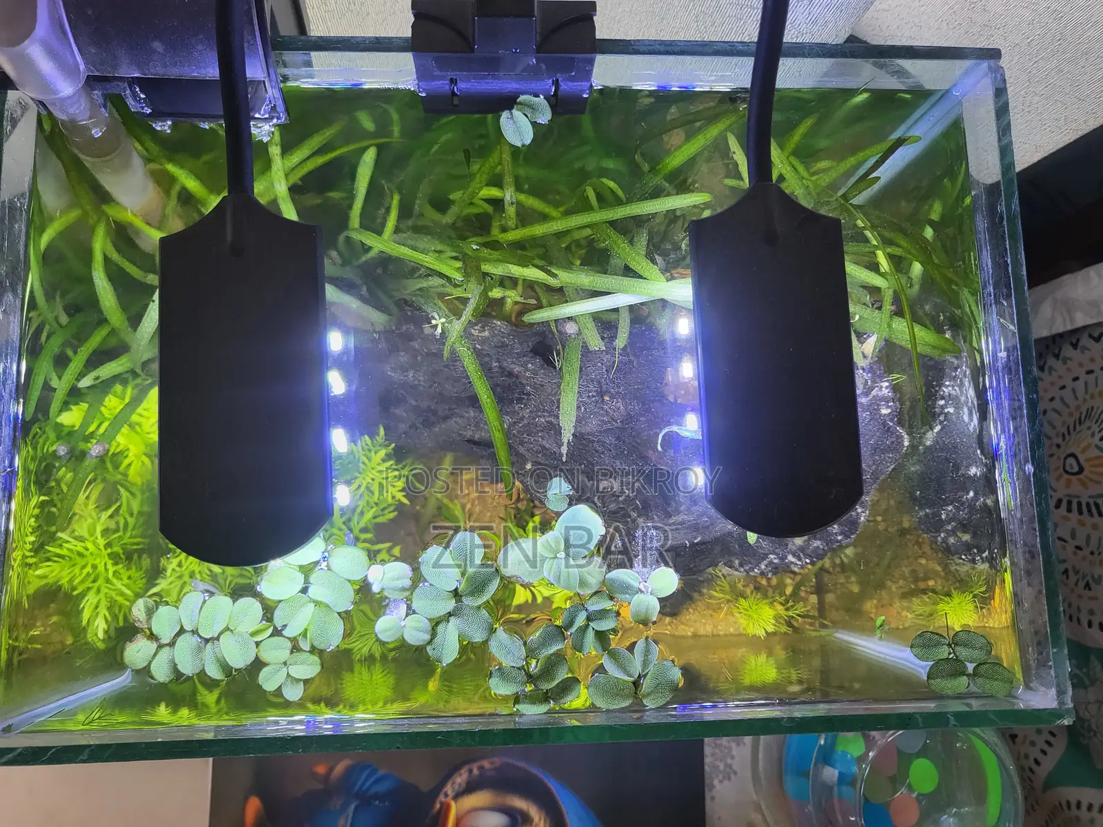 Beautiful Planted Aquarium for Sale Mirpur