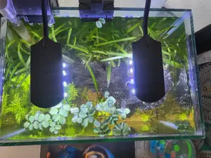 Beautiful Planted Aquarium for Sale Mirpur