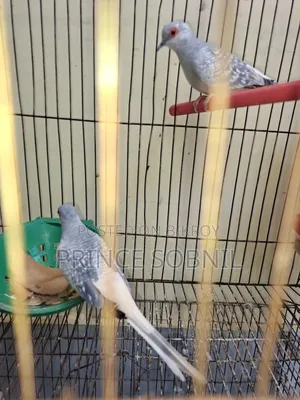 Diamond Dove for sale without cage