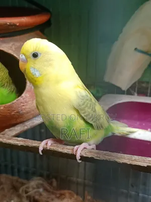 A Female Budgerigar Bird