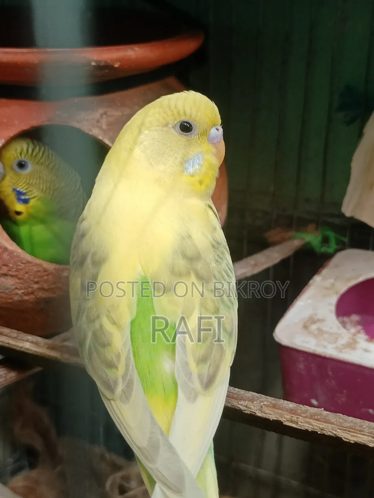 A Female Budgerigar Bird