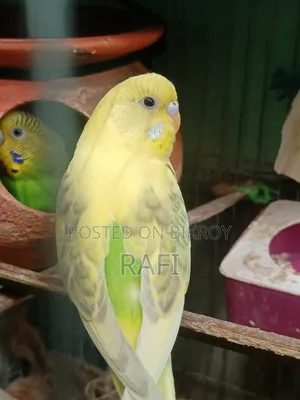 A Female Budgerigar Bird