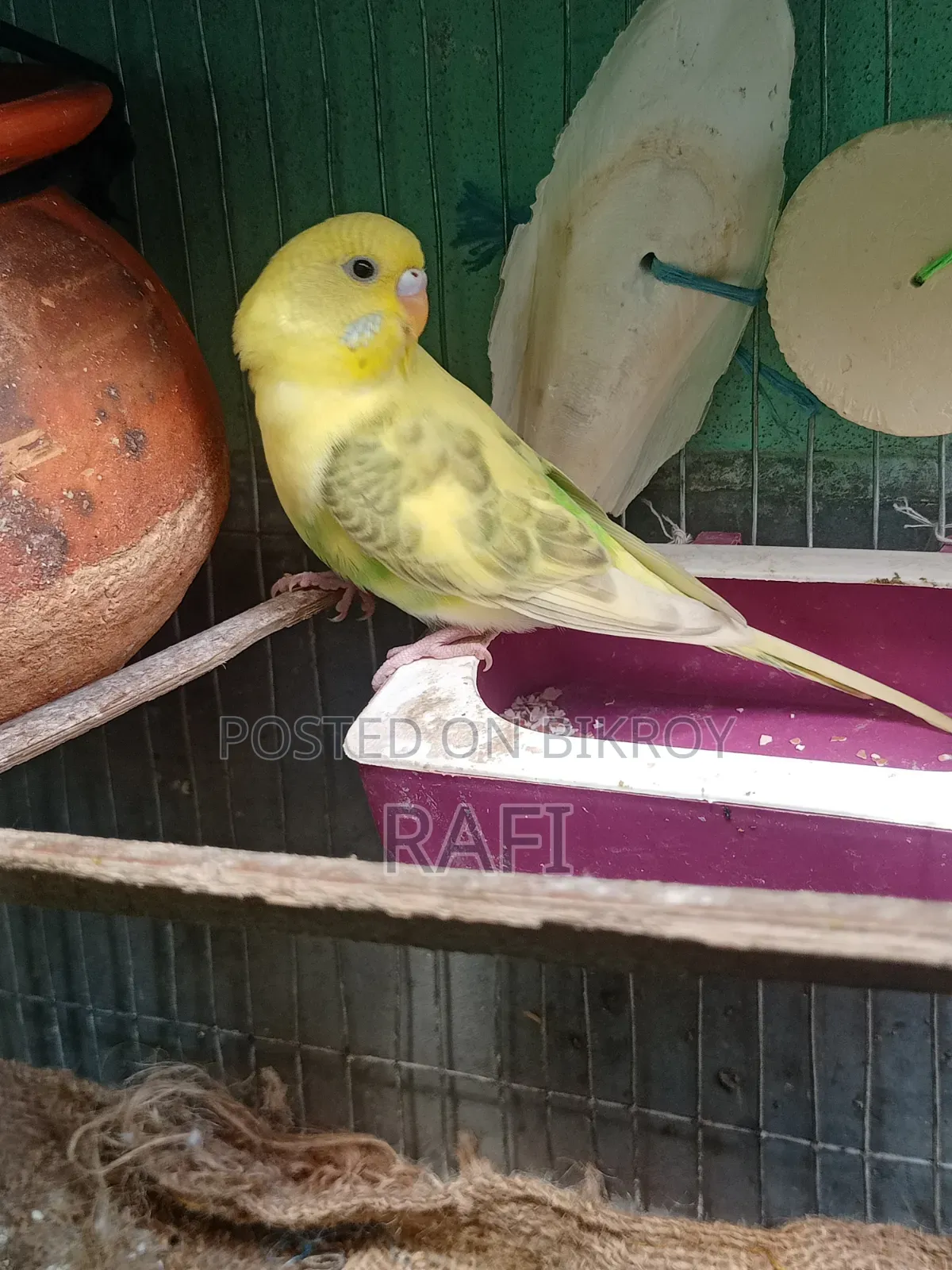 A Female Budgerigar Bird