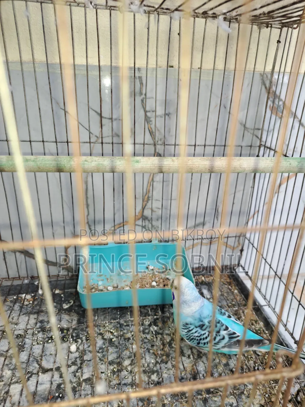 Budgerigar female for sale without cage
