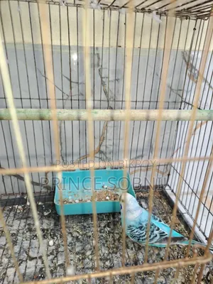 Budgerigar female for sale without cage