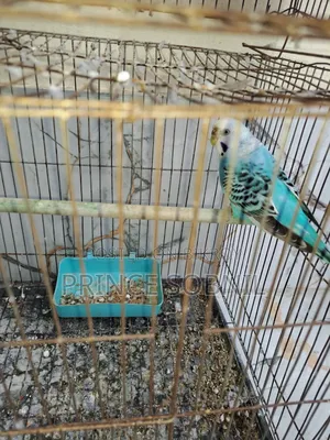 Budgerigar female for sale without cage