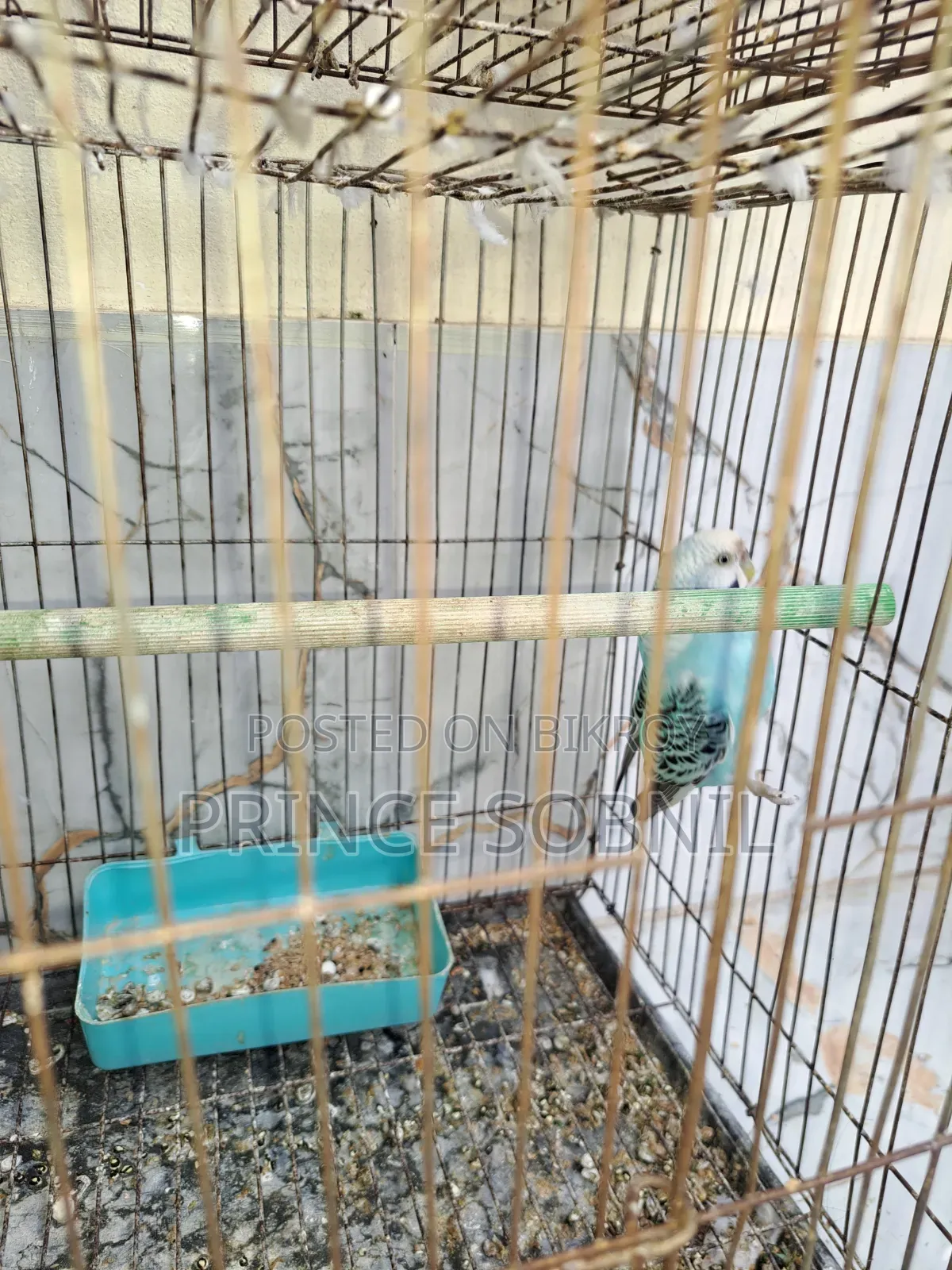 Budgerigar female for sale without cage