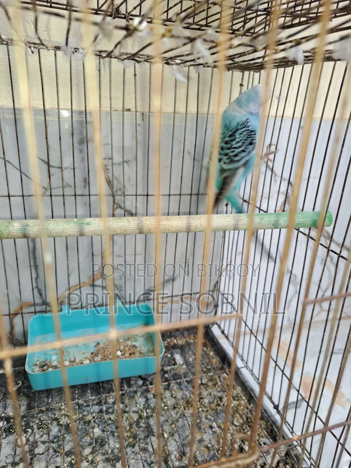 Budgerigar female for sale without cage