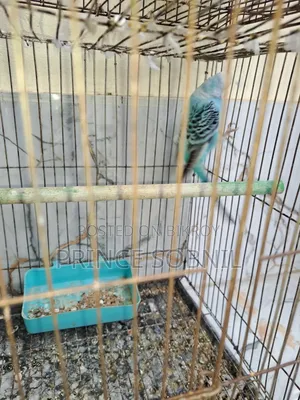 Budgerigar female for sale without cage