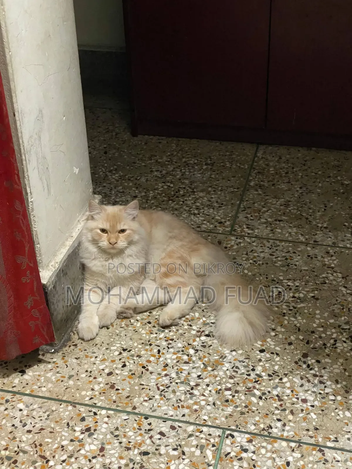 1+ Year Female Purebred Persian