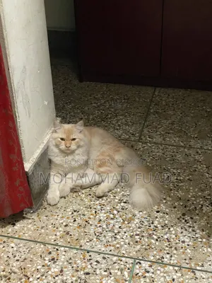 1+ Year Female Purebred Persian