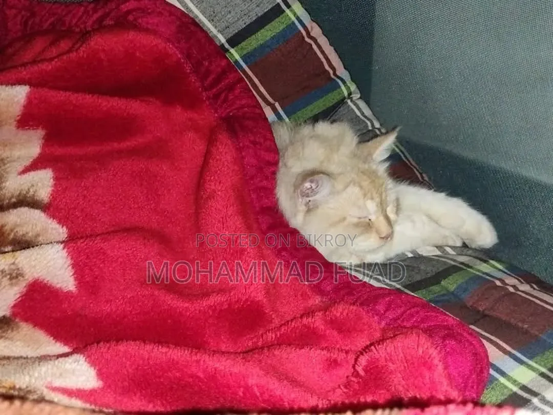 1+ Year Female Purebred Persian