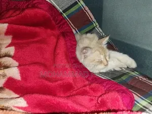 1+ Year Female Purebred Persian