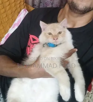 1+ Year Female Purebred Persian