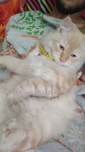 1+ Year Female Purebred Persian