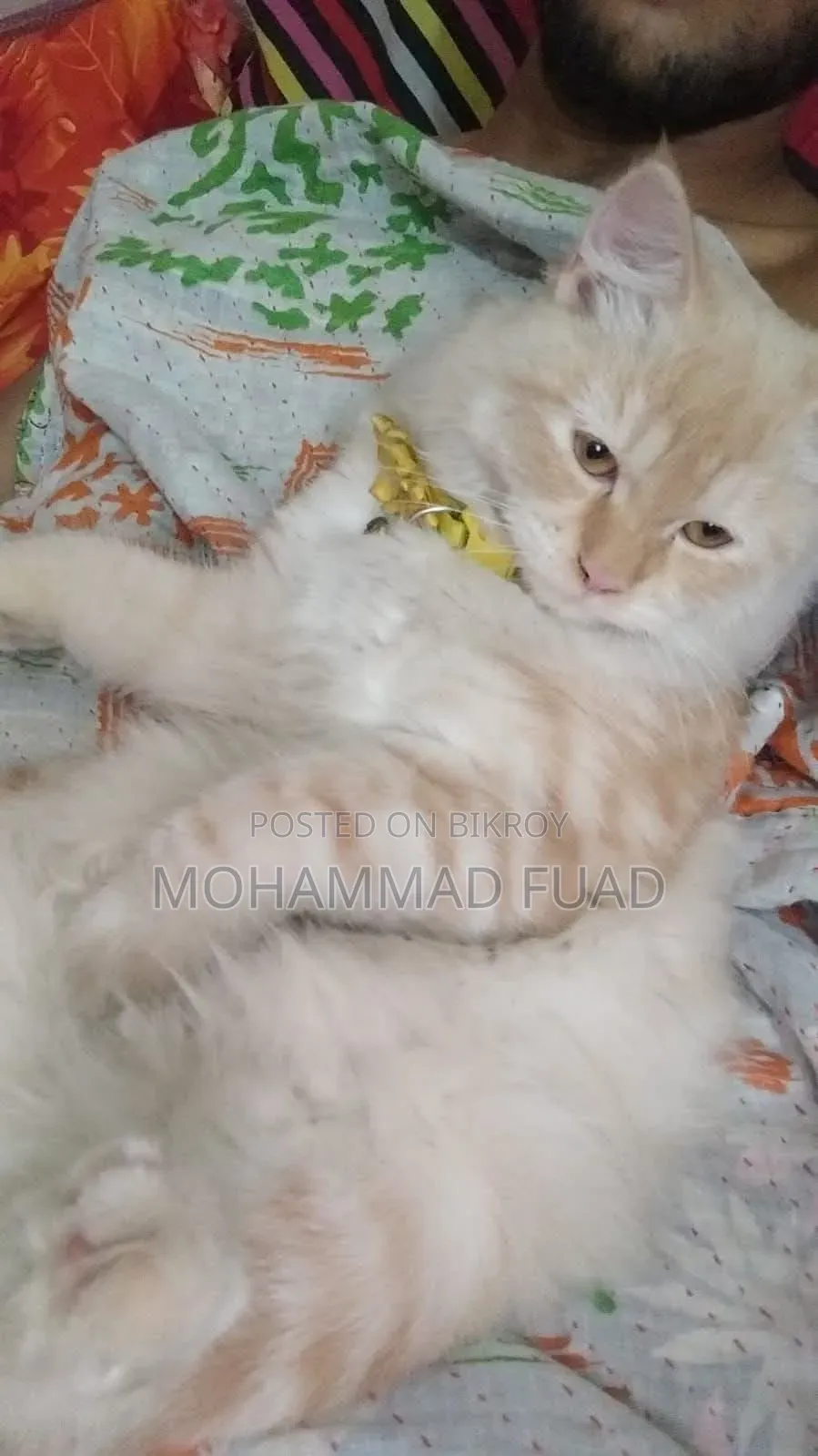 1+ Year Female Purebred Persian