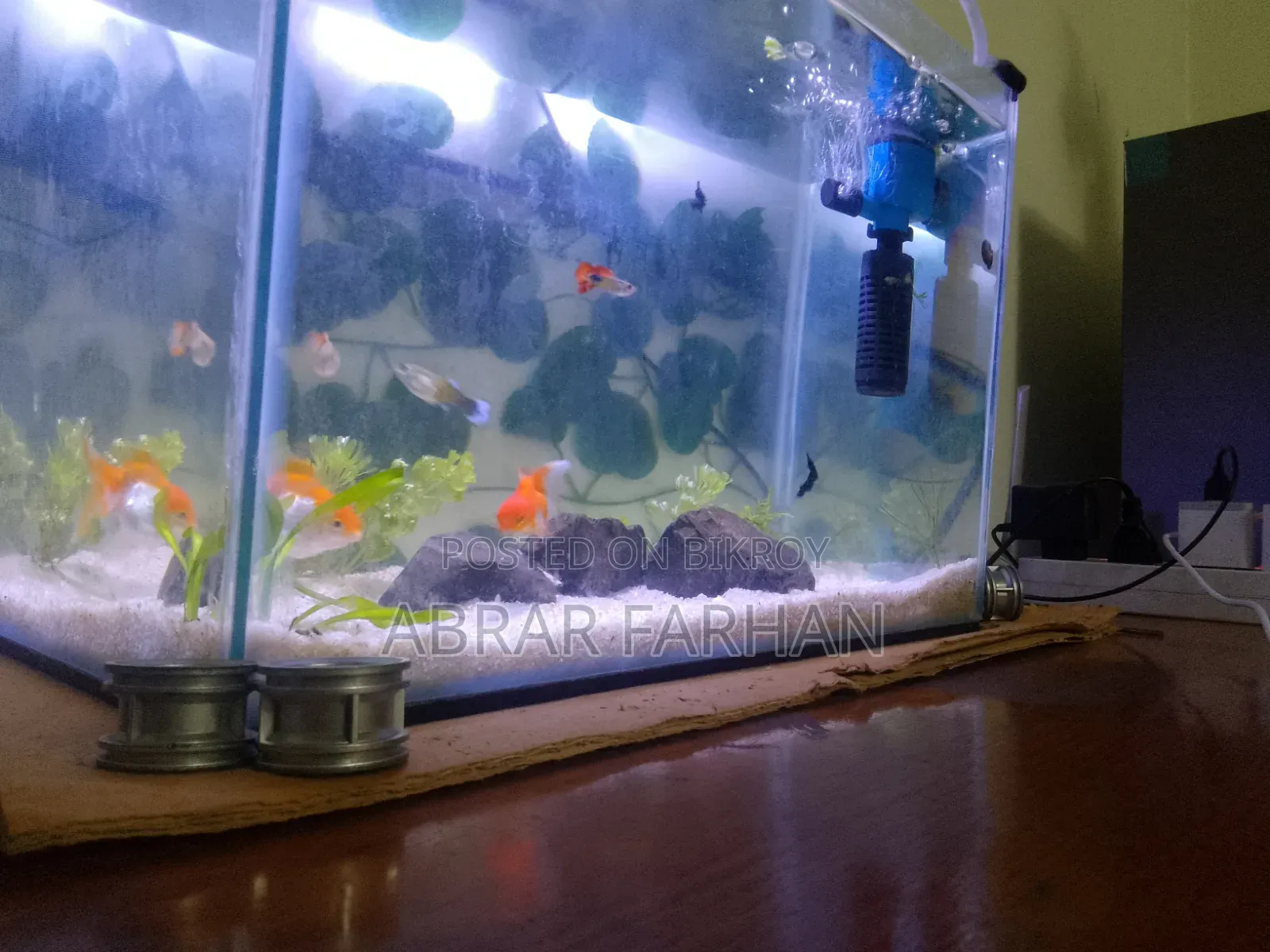 Aquarium Full Setup And Fish